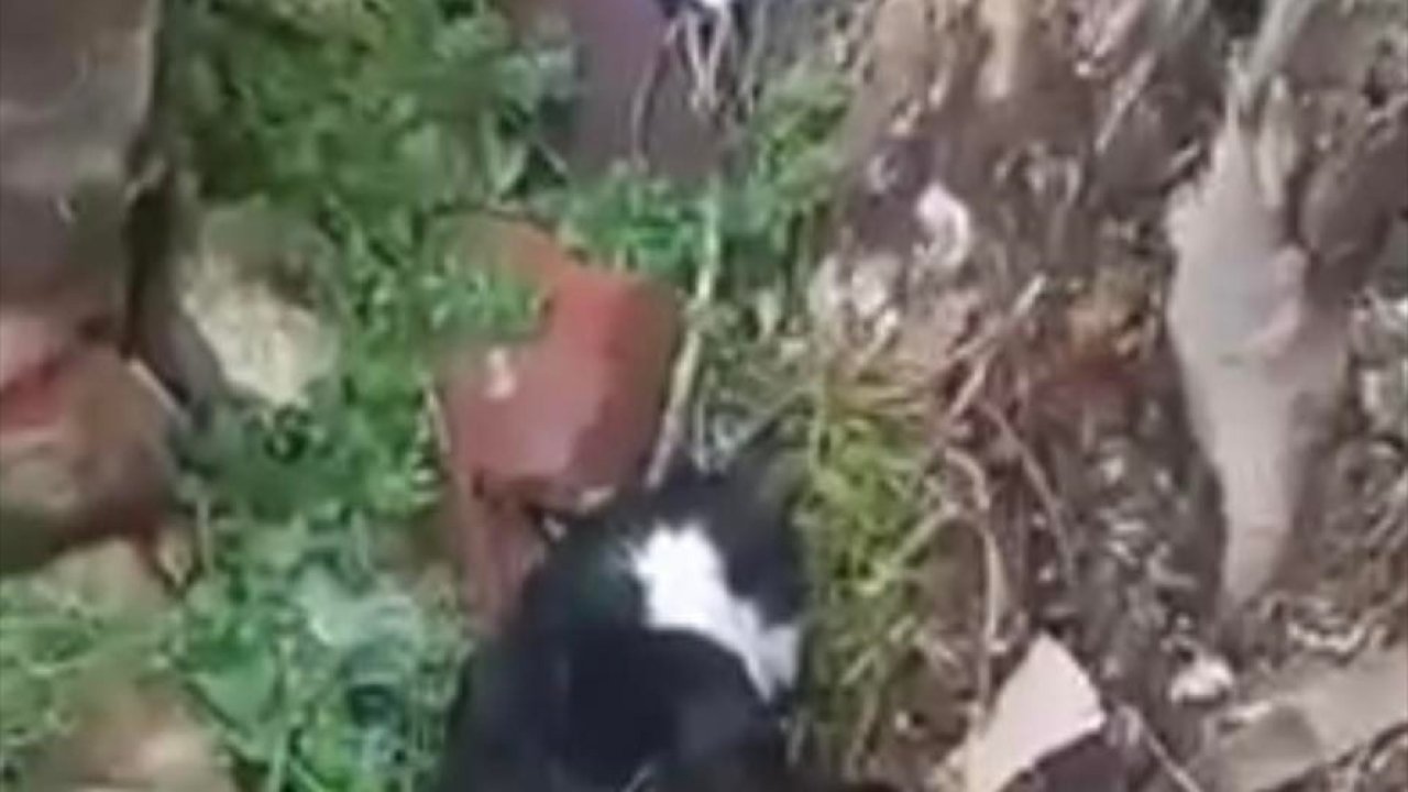 Ölü 15 kedi arazide bulundu