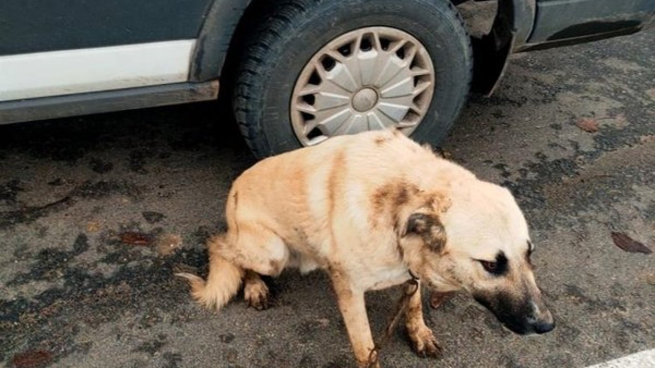 Tekirdağ’da köpeğini sopayla döven kişi hakkında soruşturma başlatıldı