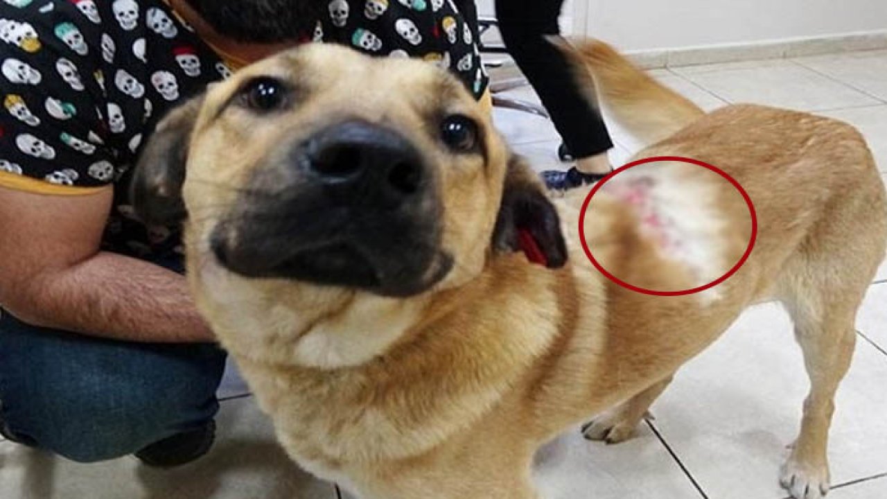 Sokak köpeğini kaynar suyla yaktılar