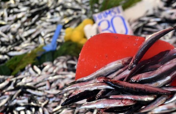 Kilosu 30 liraya çıkan hamsinin yerini Gelibolu sardalyası aldı