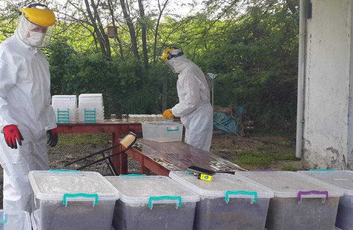 ‘Terminatör böcekler’ çam ormanlarını istila eden sekiz dişli kabuk böceğine karşı oprasyon başlattı
