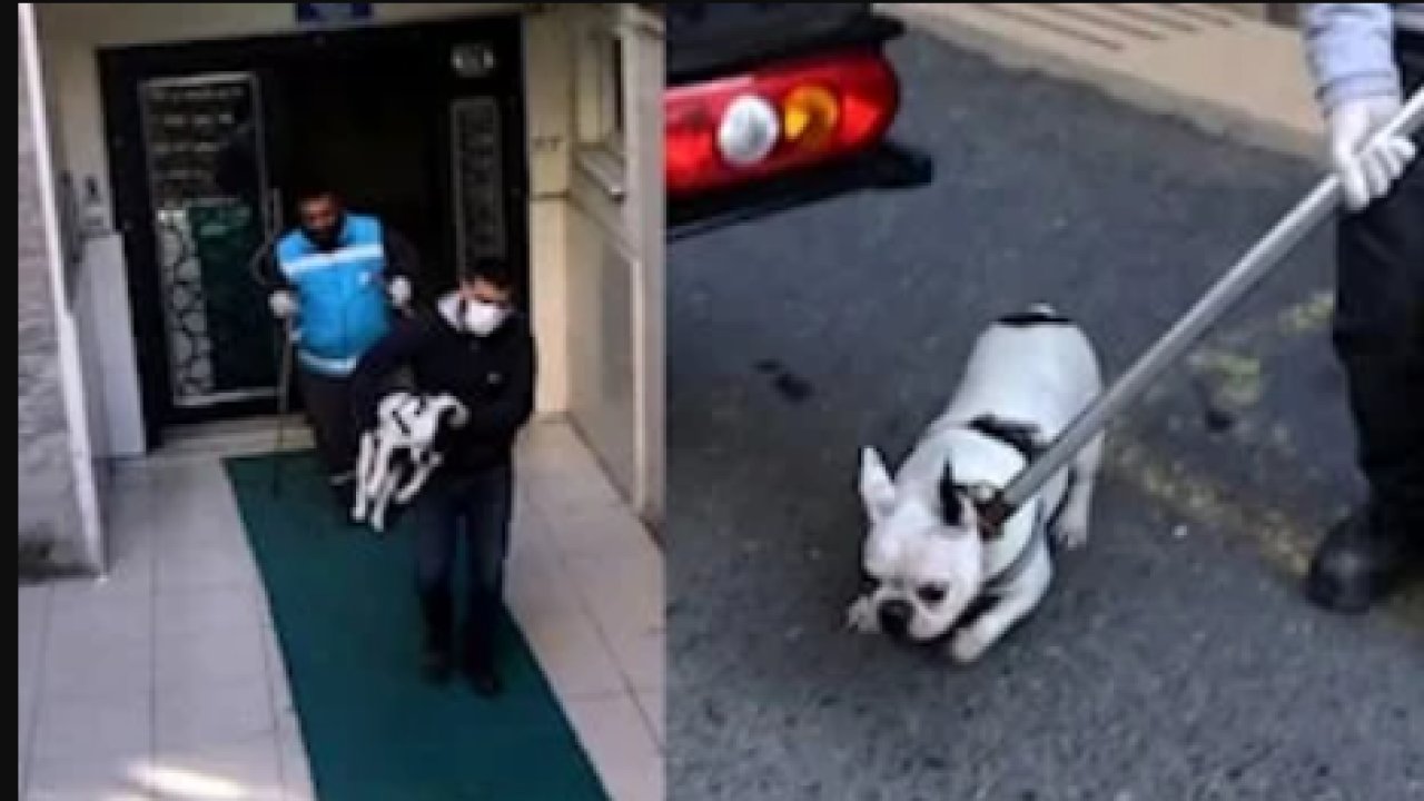 Belçika'da köpek saldırısına uğrayan bebeğin kolu ve bacağı kesildi