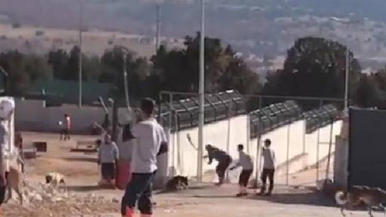 Konya'daki barınakta köpeği eziyet ederek öldüren belediye çalışanları tutuksuz yargılanacak