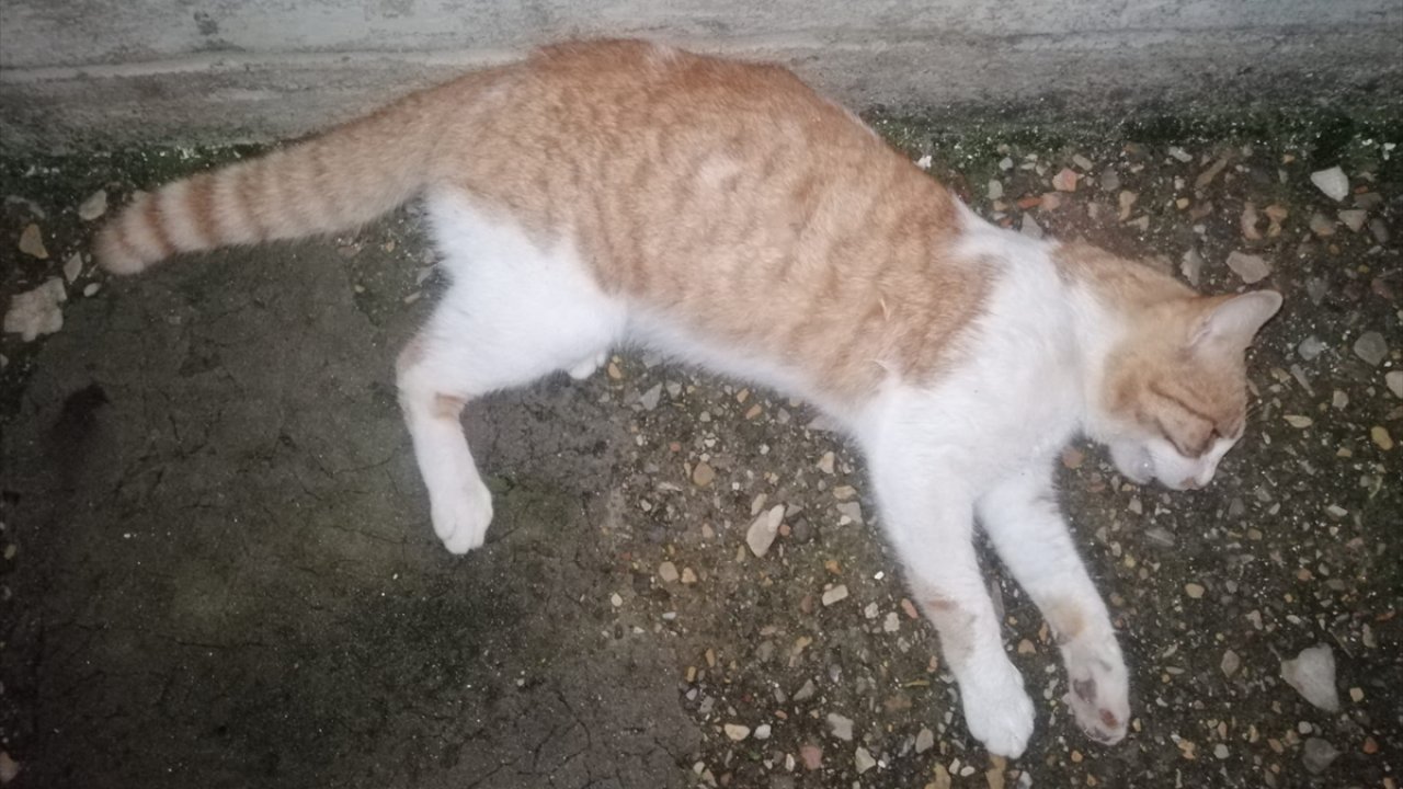 Tüfekle kedilere ateş eden şüpheli gözaltına alındı