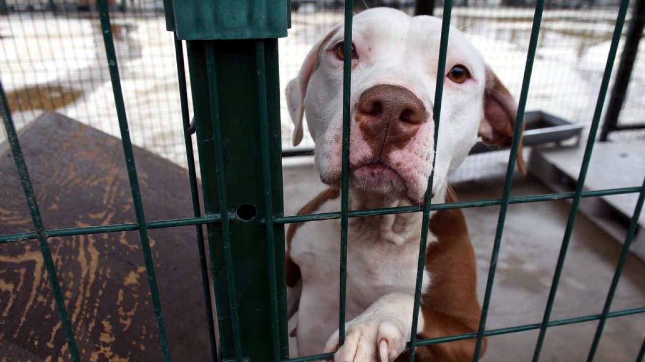 Adana’da yasaklı ırk köpek besleyenlere 1 milyon 183 bin TL ceza