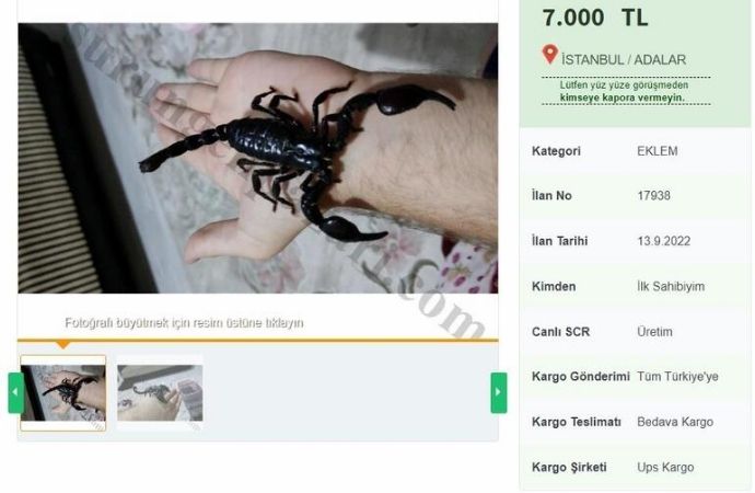 Kara akrep internette satılıyor!