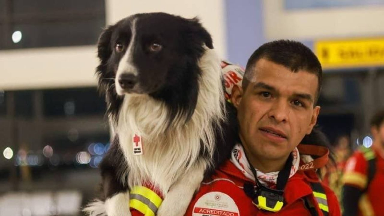 Arama kurtarma köpekleri nasıl eğitiliyor?