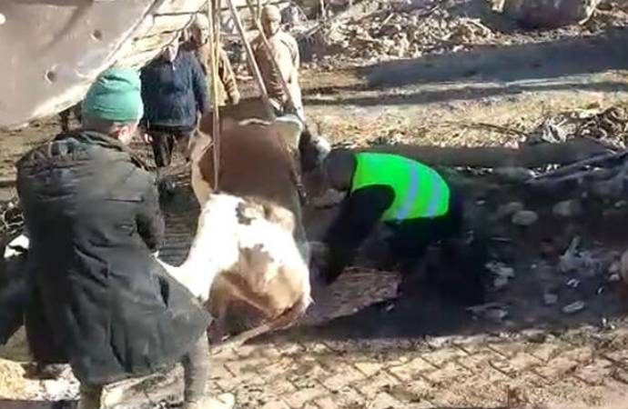 İnek, 300 saat sonra enkazdan kurtarıldı
