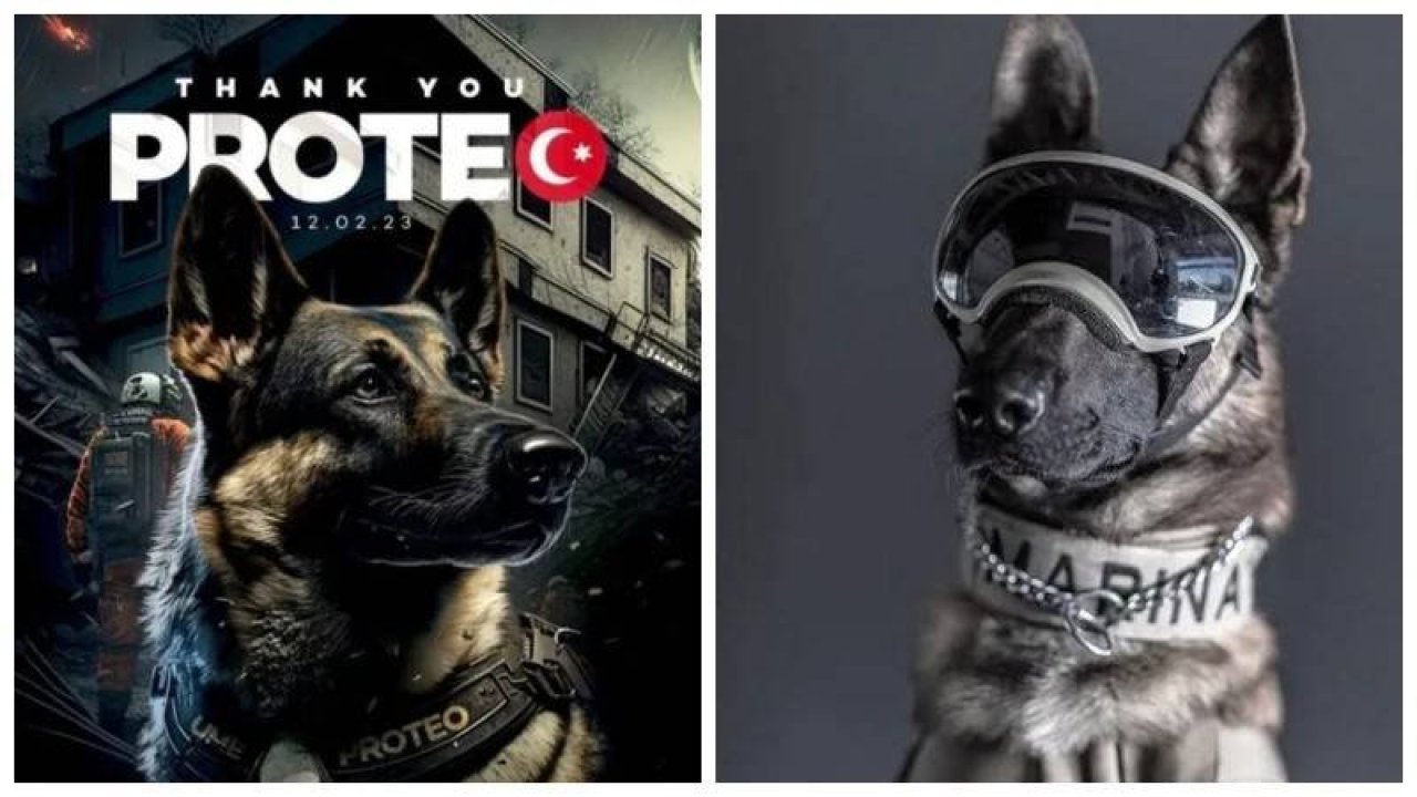 Adıyaman'daki arama kurtarma çalışmaları sırasında hayatını kaybeden Proteo'nun İstanbul'da heykeli dikilecek