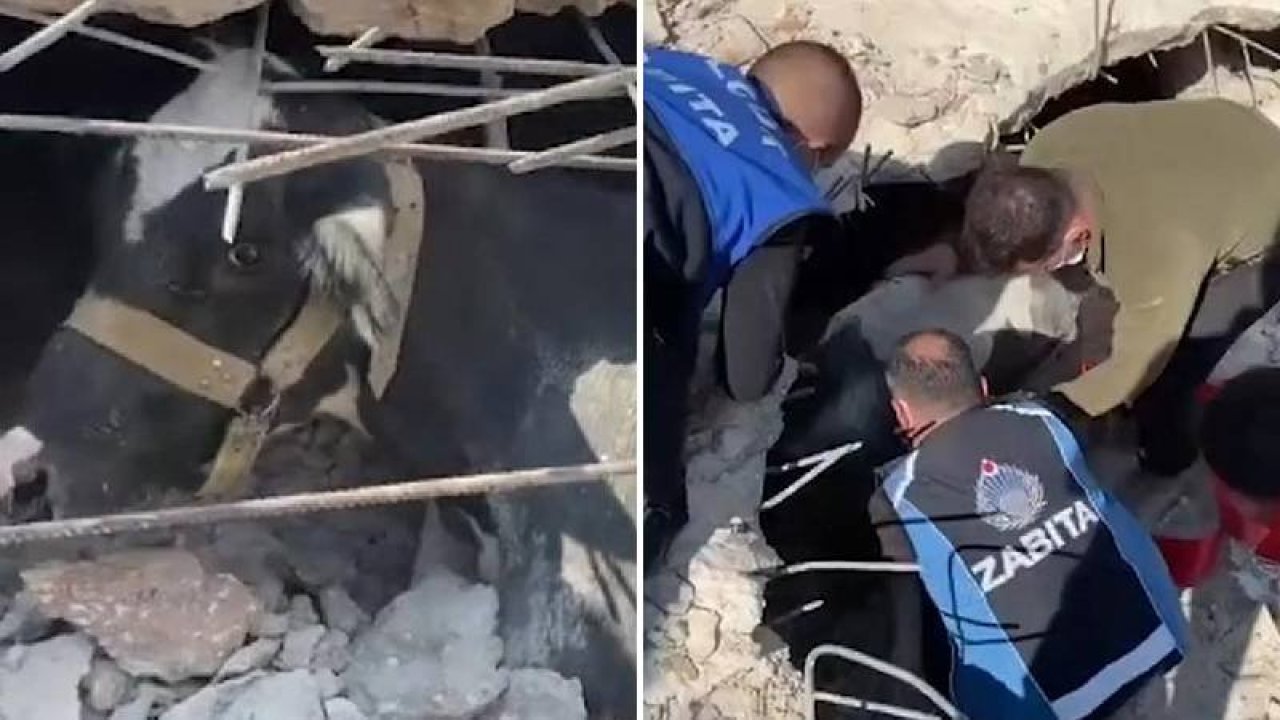 Hatay'da enkaz altındaki inek 17 gün sonra canlı olarak çıkarıldı