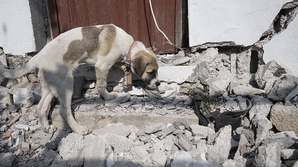 Hatay'daki Sahipsiz Hayvanlar İçin Yeni Karar