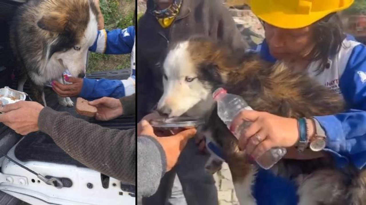 Mucize: Hatay'da 23 gün sonra “Aleks” adlı köpek enkazdan kurtarıldı