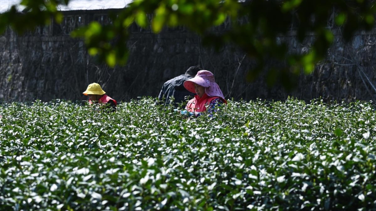 Çin'in Ünlü Longjing Çayı İçin Hasat Başladı