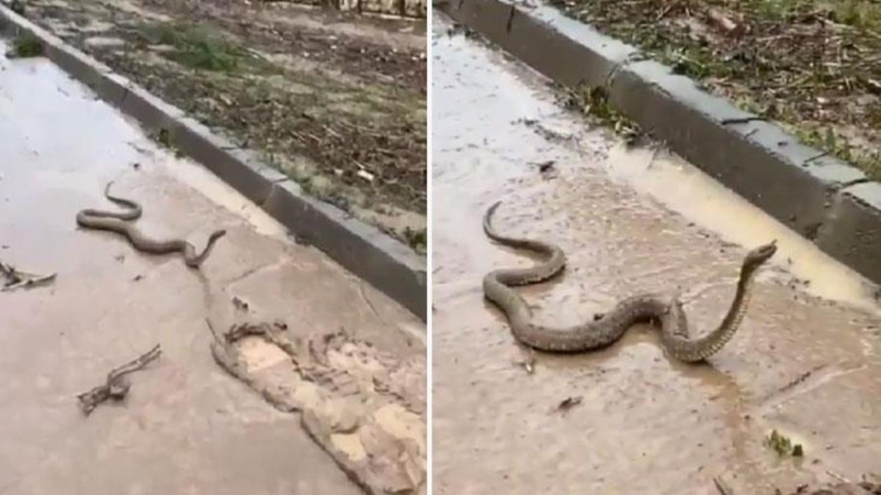 Şanlıurfa'yı vuran sel felaketiyle birlikte, sokakları mesken tutan yılanlar dehşet saçtı!