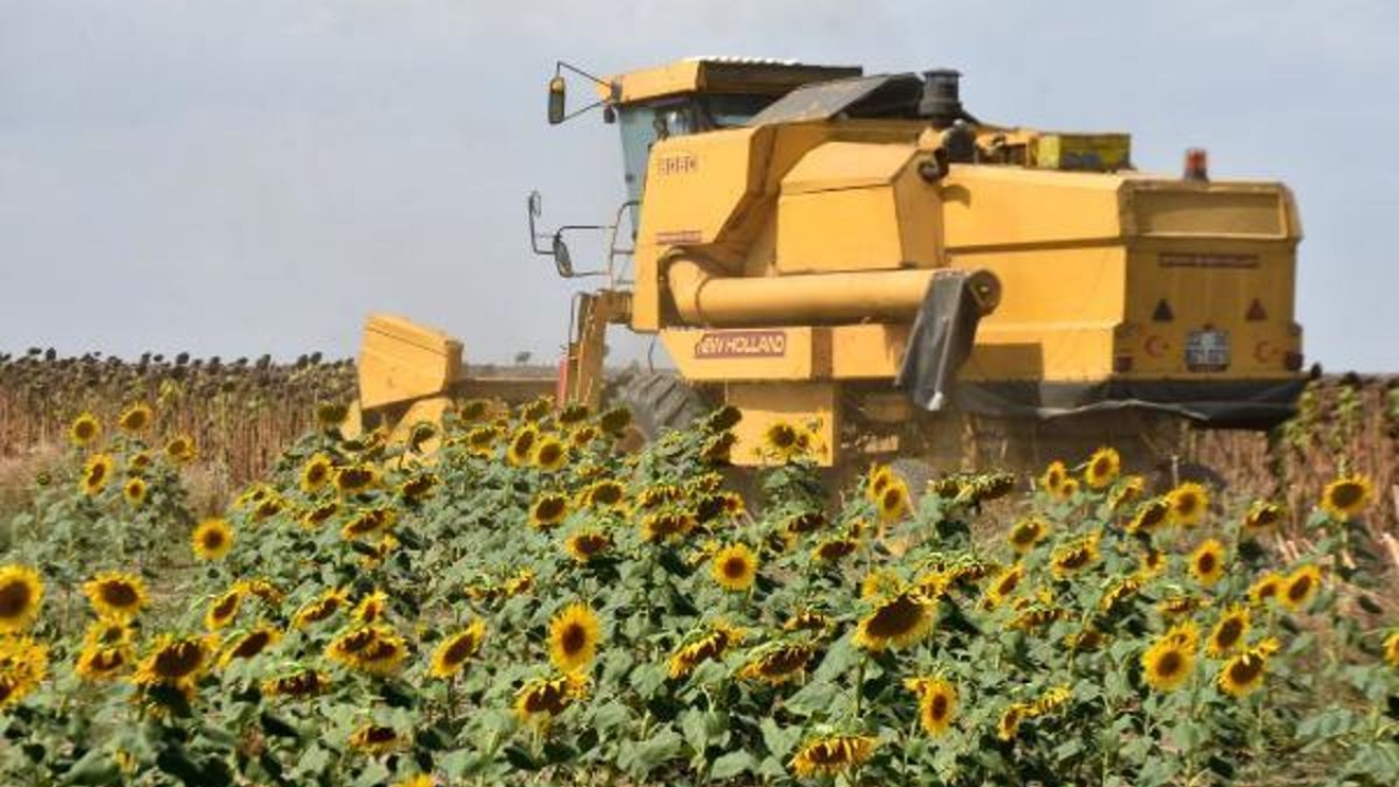 Trakya Birlik Başkanı Kırbiç: Yağış olmazsa ayçiçeğinde rekolte kaybı oluşur