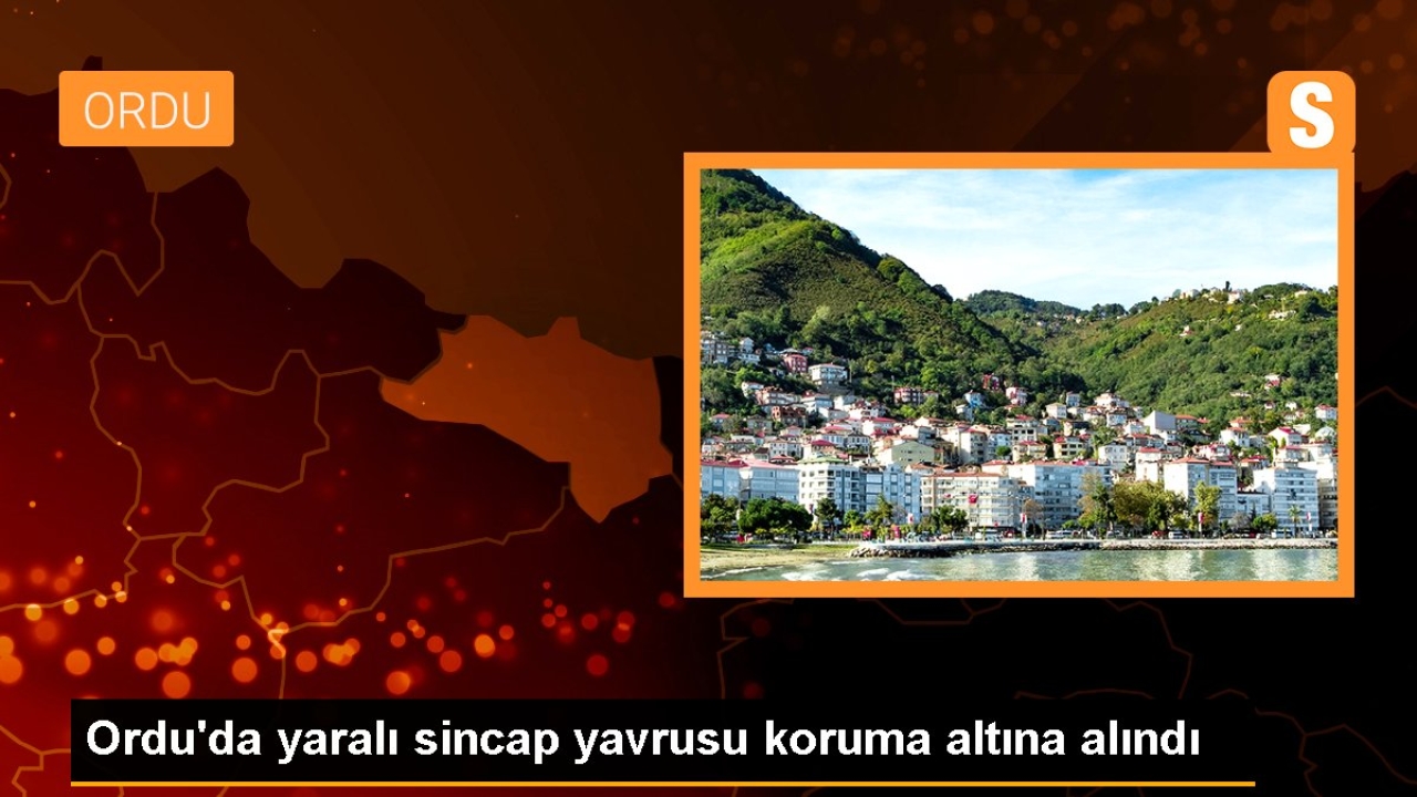 Ordu'da yaralı sincap yavrusu koruma altına alındı