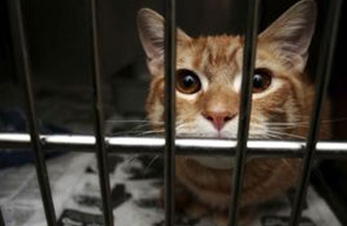 Operasyonda yakalanmıştı... ‘Uyuşturucu kuryesi’ kedi firar etti