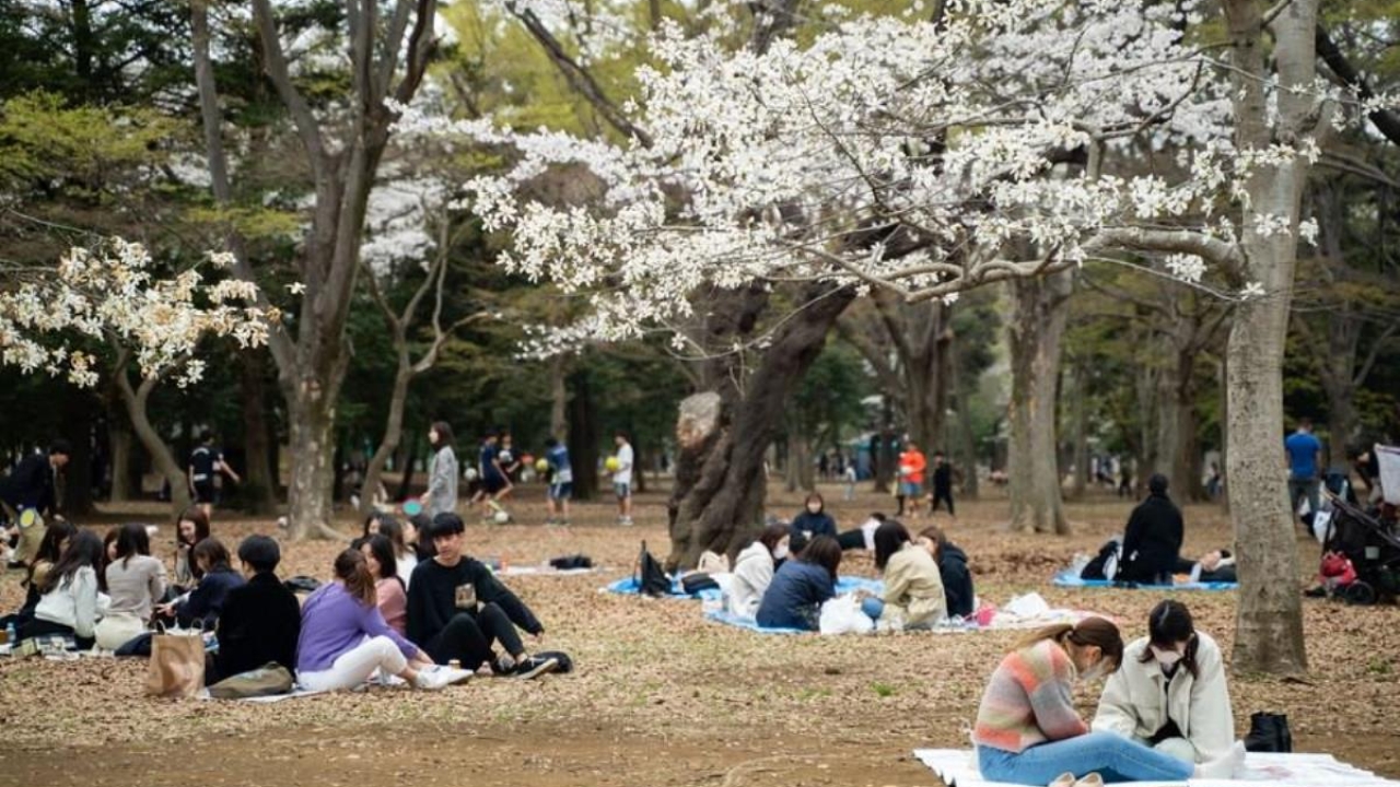 Japonya'da Parklar Kiraz Çiçekleriyle Pembeye Büründü