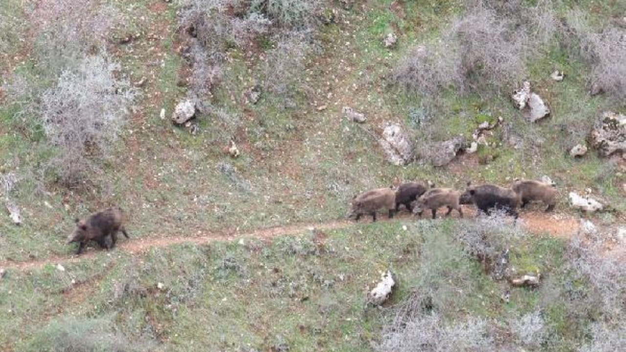 Siirt'te yiyecek arayan domuz sürüsü görüntülendi