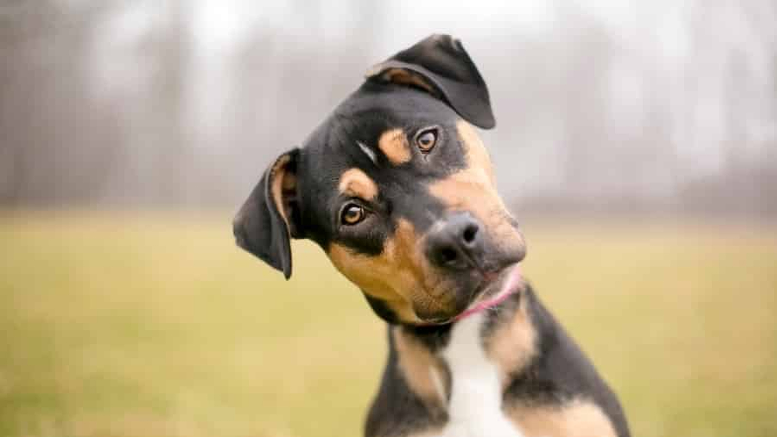 ARAŞTIRMA: Köpeklerin kafalarını yana eğmesinin sırrı çözüldü...