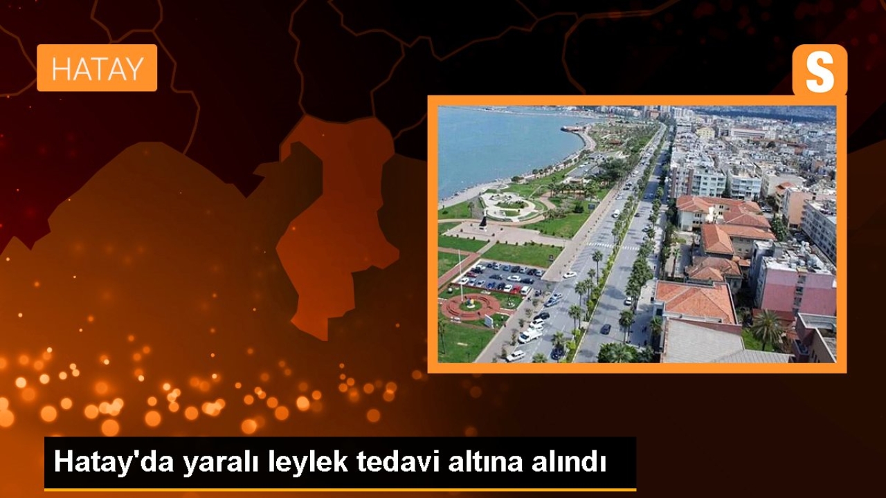Hatay'da yaralı leylek tedavi altına alındı