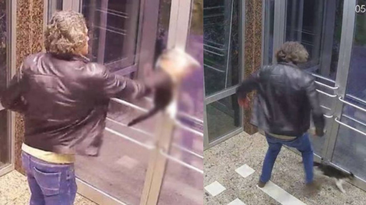 Kedilere eziyet eden Aytuğ Koyuncu tahliye edildi; mahkeme akıl sağlığı raporu istedi