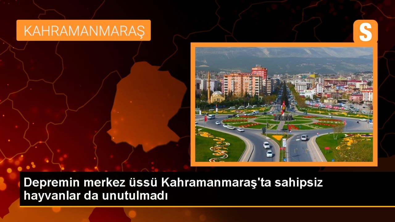Depremin merkez üssü Kahramanmaraş'ta sahipsiz hayvanlar da unutulmadı