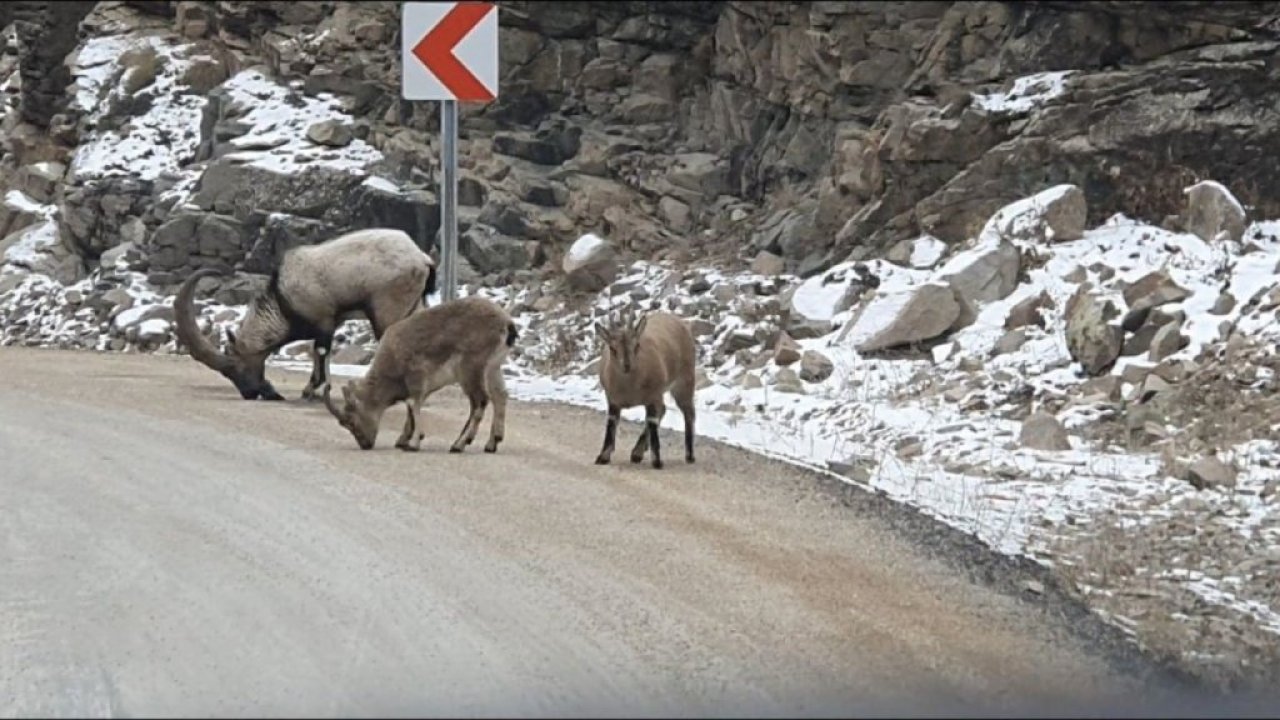 Dağ keçileri buzlanmayı önlemek için yola dökülen tuzları yedi