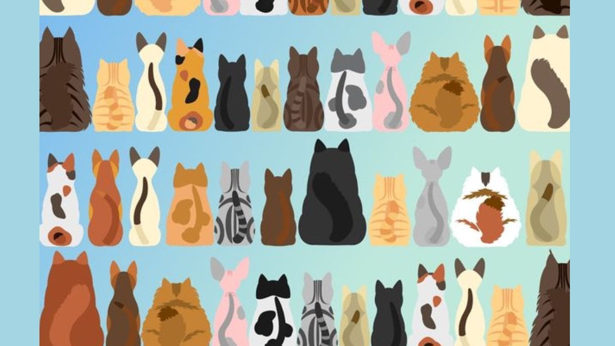 Resimde kuyruğu olmayan bir kedi var! Sadece üst düzey zekaya sahip insanlar 9 saniyede bulabiliyor! Zekanı te