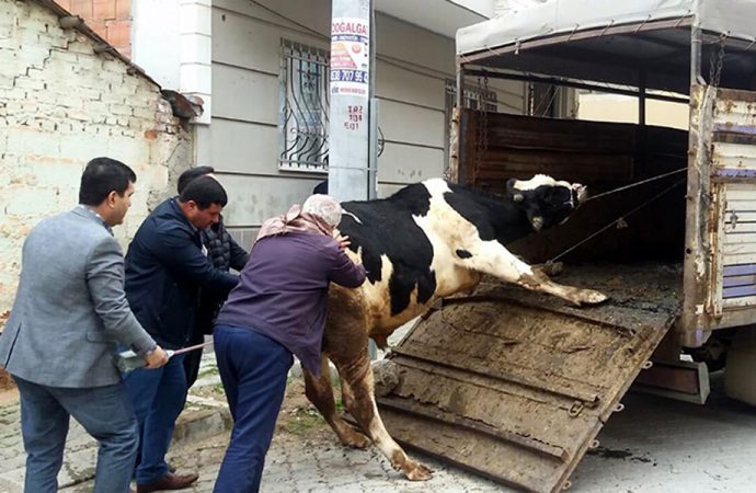 Evinde beslediği hayvanların tahliyesi için gelen ekipleri bıçakla yaraladı