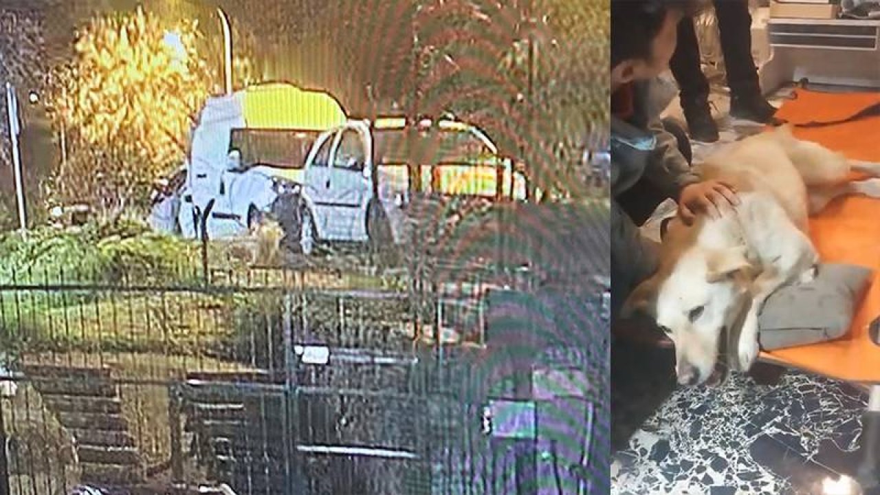 Üsküdar'da sokak köpeğine silahlı saldırı
