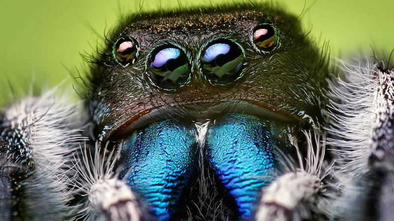 ARAŞTIRMA Örümceklerin aç kaldığında körleştiği keşfedildi
