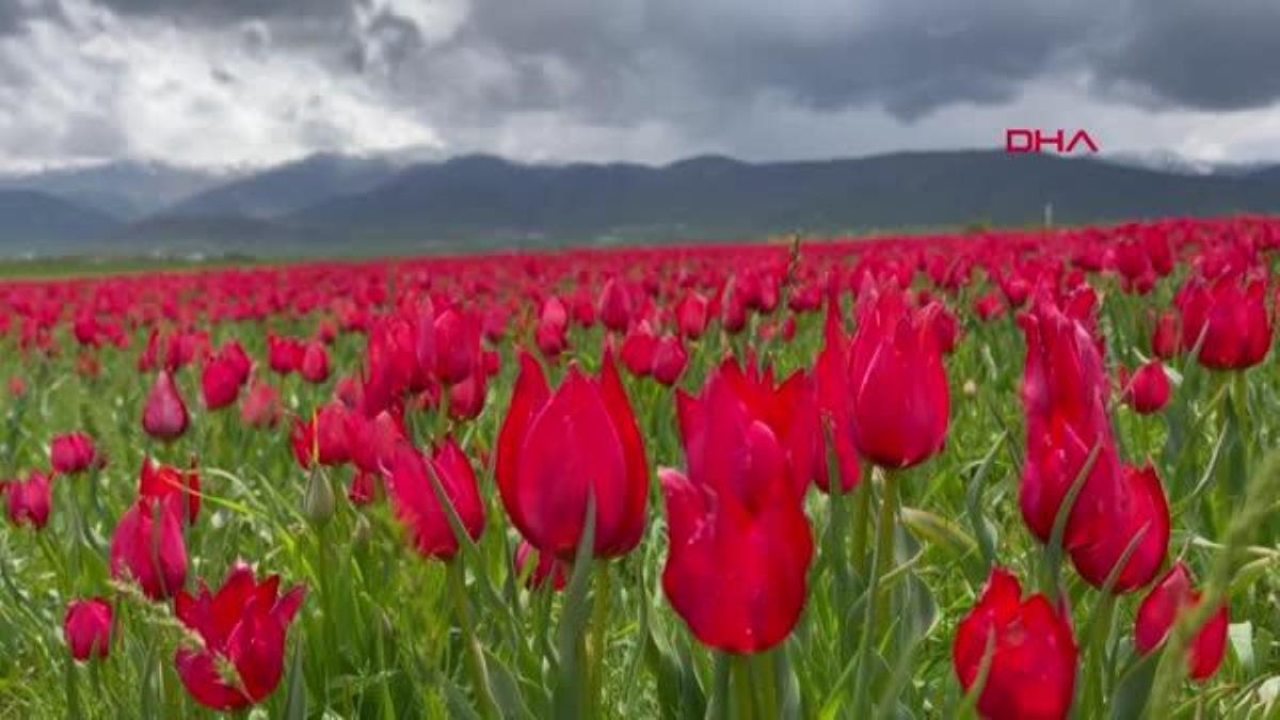 Muş ovası, lalelerle kırmızıya büründü