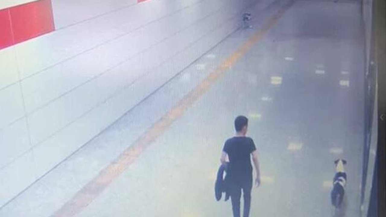 Köpeğini kediye saldırtarak ölümüne neden olan şüpheliye 6 ay boyunca hayvan içerikli kitap okuma cezası veril