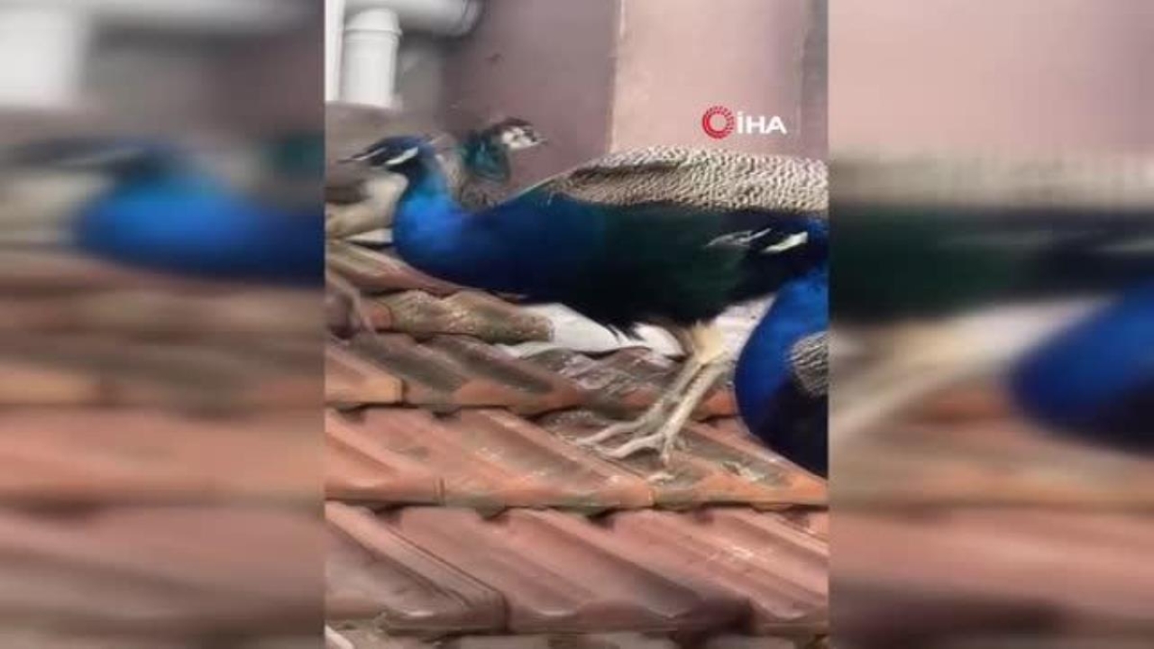 Çatıda gezen tavus kuşları şaşırttı