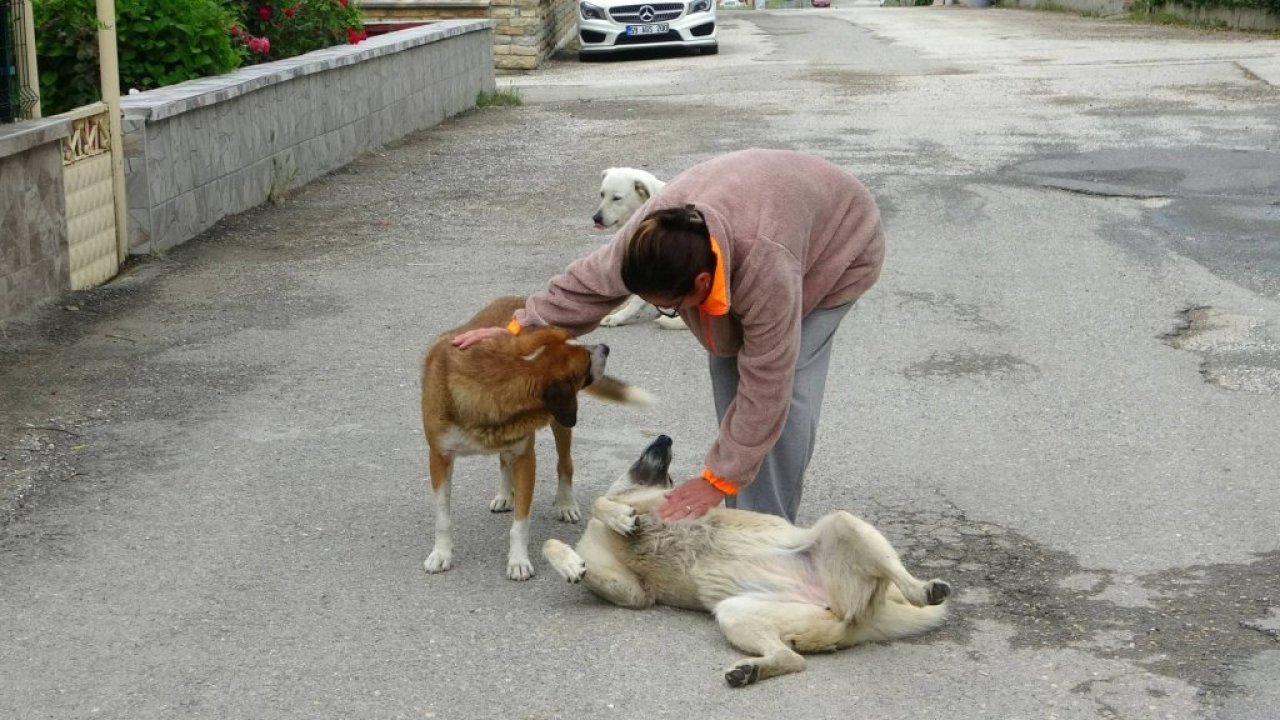 Sokak hayvanlarını korurken saldırıya uğradı!