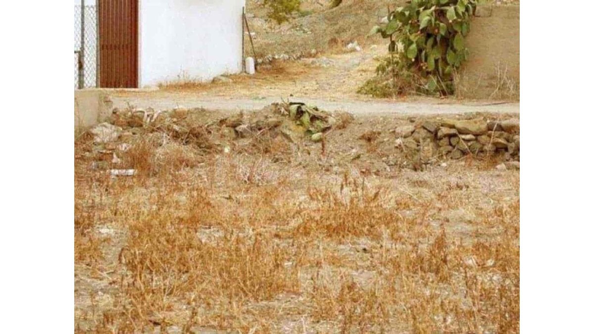 Resimdeki gizli kediyi bulabilir misiniz?