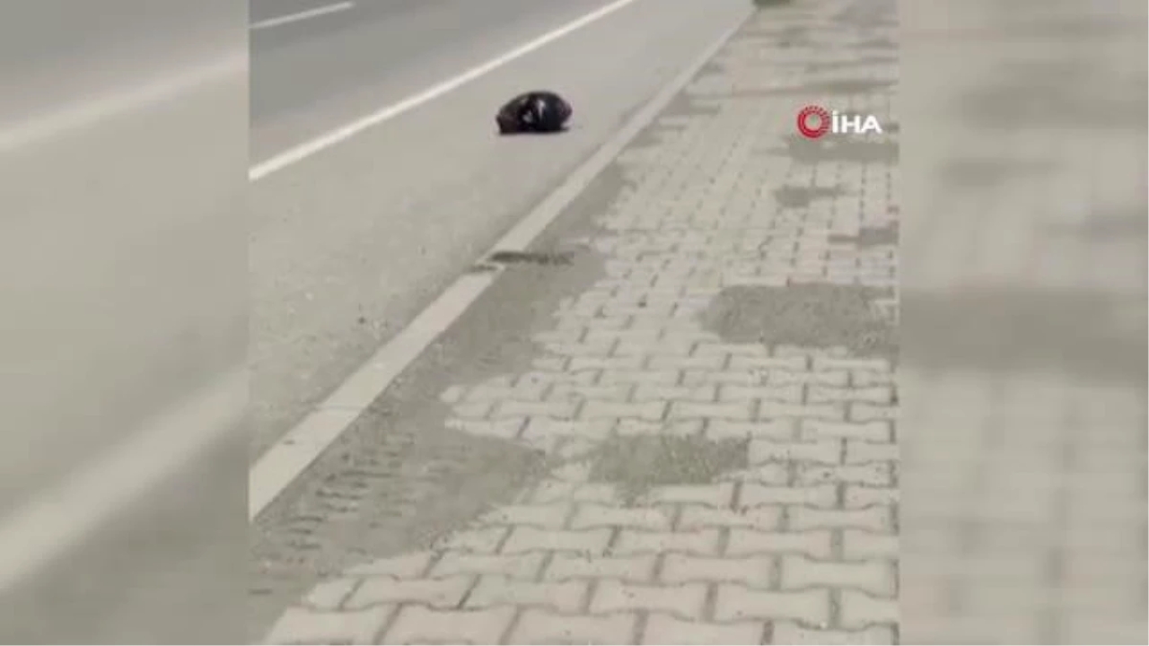 Iğdır'da seçim günü katliam gibi kaza: 3 ölü, 2 yaralı
