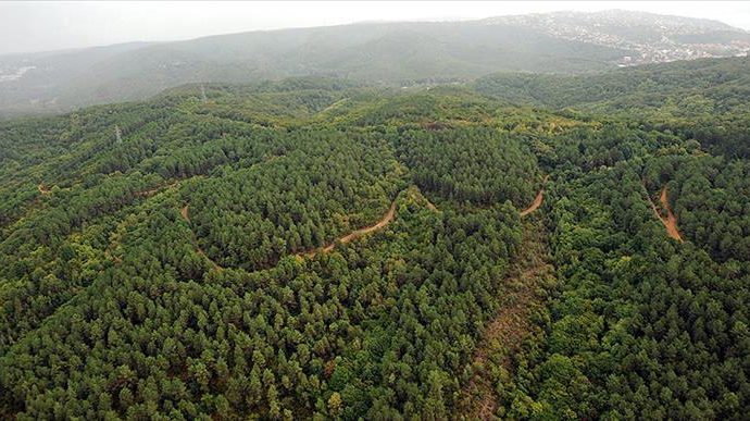 Yüzölçümü ve nüfusa oranla en ormanlık şehir belli oldu: Sonuçlar şaşırttı!