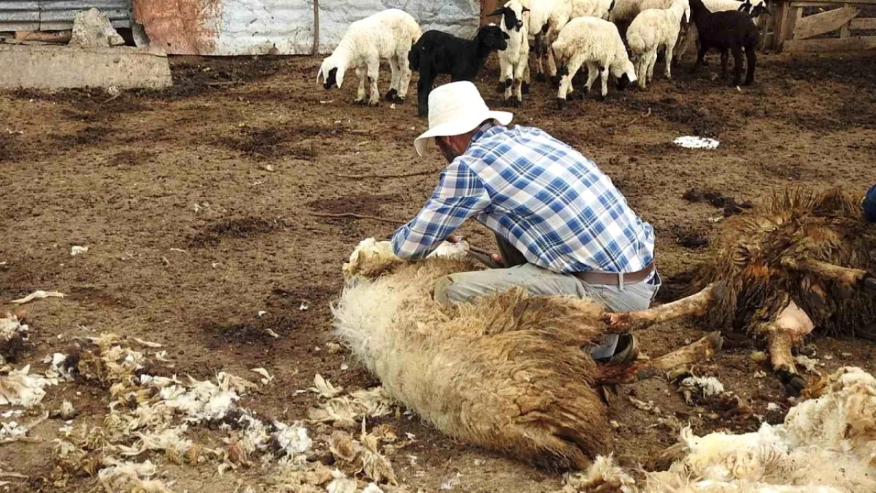 Erzincan'da Kurt Sürüsü 17 Koyunu Telef Etti