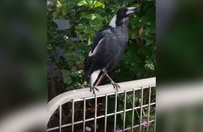 Avustralya'da Saksağanlar itfaiye araçlarını taklit etmeye başladı