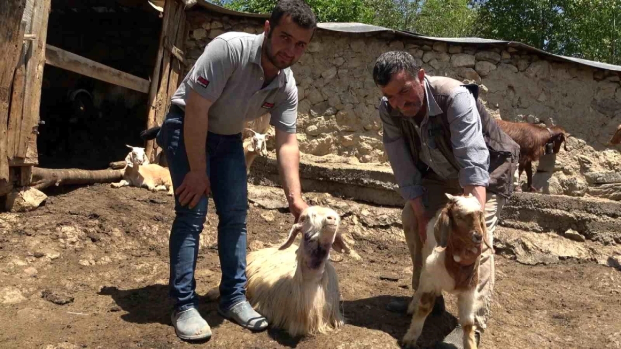 Kurtlar, Kastamonu'nun Taşköprü ilçesinde köye inerek 50 küçükbaş hayvanı telef etti