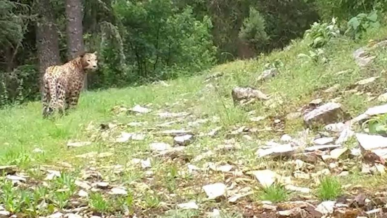 Anadolu leoparı yeniden görüntülendi
