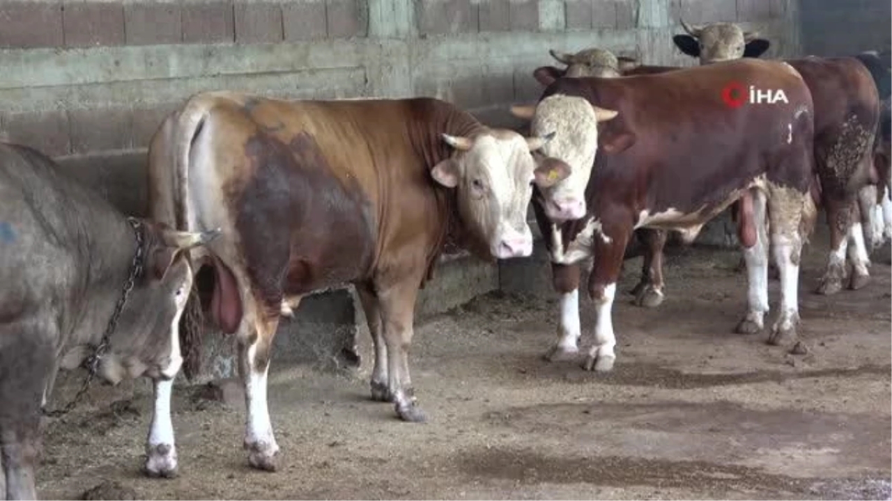 Adana'da Kurbanlık Satışları Başladı, Hisseli Büyükbaş Satışları Arttı