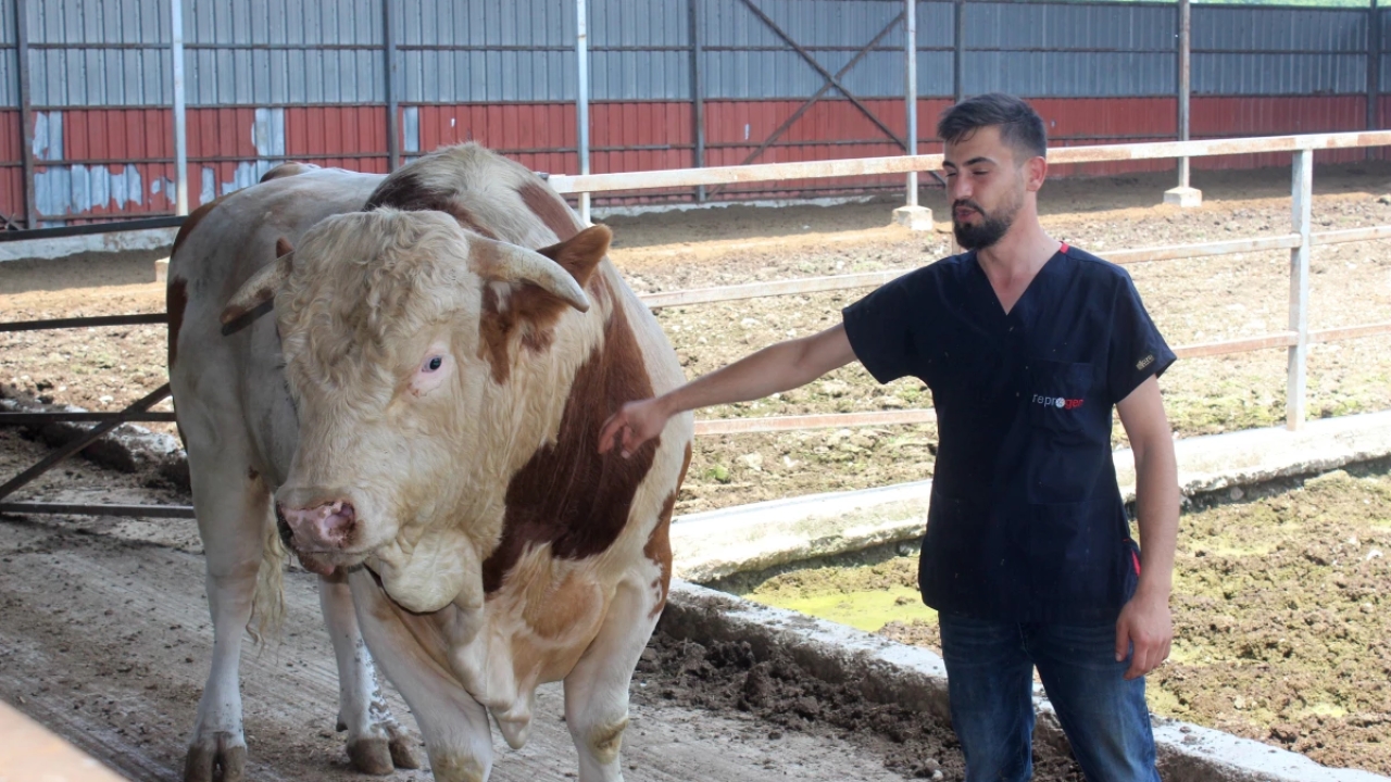 Düzce'de 1 ton 400 kiloluk boğanın fiyatı 250 bin TL