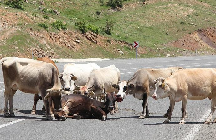 Şaşırtan gerçek! İnekler de kendi aralarında yemekten ve duygulardan konuşuyor