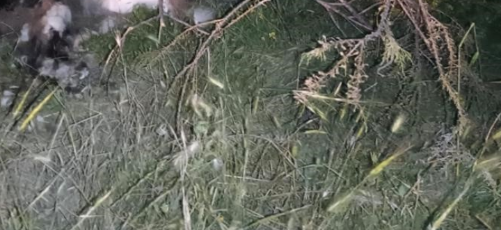 Ankara’da 17 köpek ağaca asılmış halde bulundu