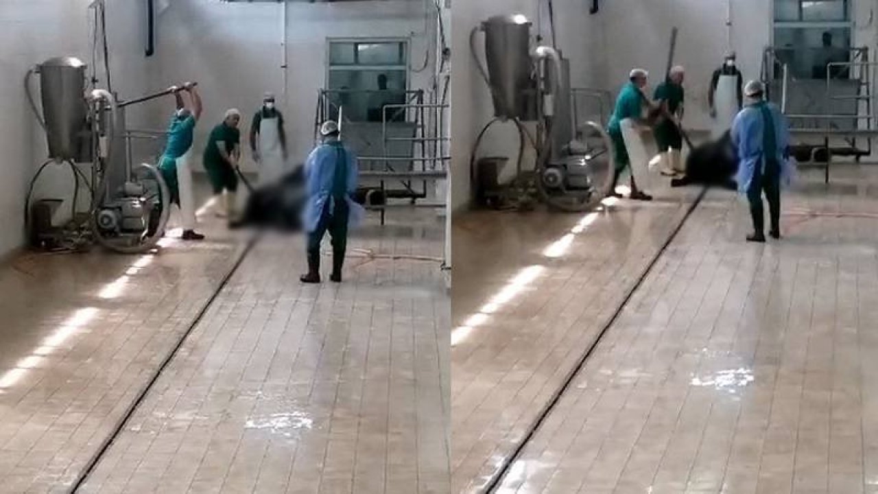 Et ve Süt Kurumu’nda hayvana eziyete gözaltı: Sakinleştirmek için kafasına vurmuşlar!