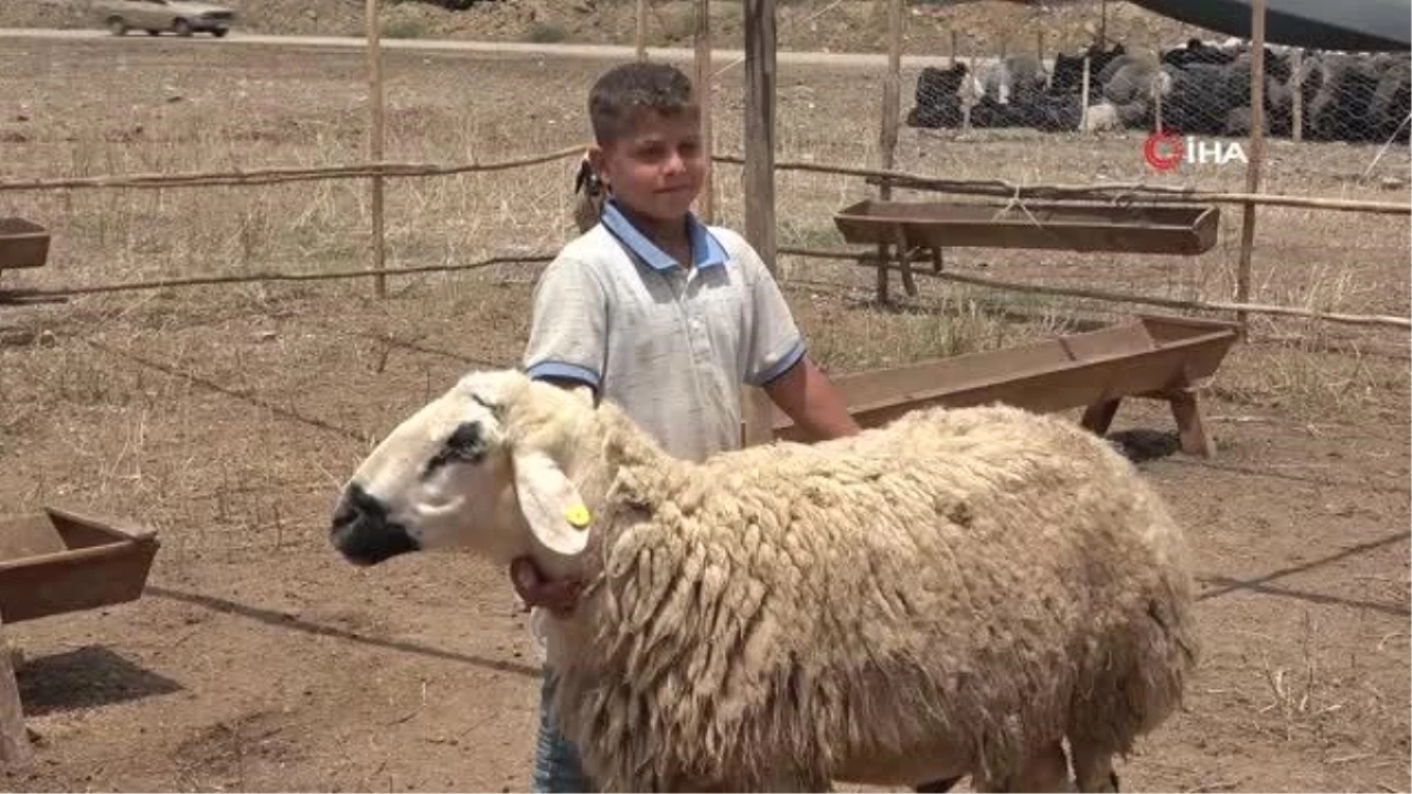 Adana'da Kurban Pazarları Kuruldu, Satıcılar Uyardı