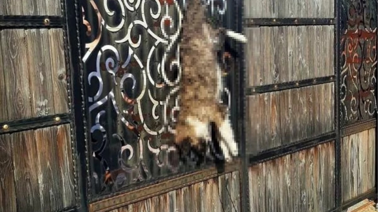 Manisa'da ölü köpek olayında şüphelilerden biri serbest bırakıldı